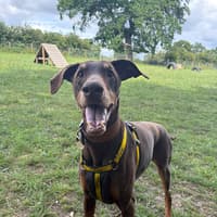 ‘Forever sofa’ sought for 'affectionate' dobermann Bella after almost a year in Shropshire rescue centre