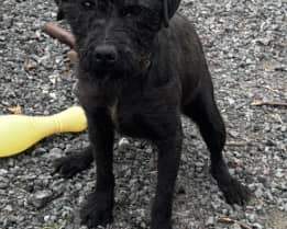 One of the dogs taken from a property at Nant Glas