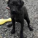 One of the dogs taken from a property at Nant Glas