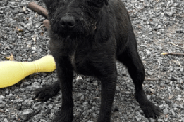 Four dogs taken in a burglary at a Llandrindod Wells property