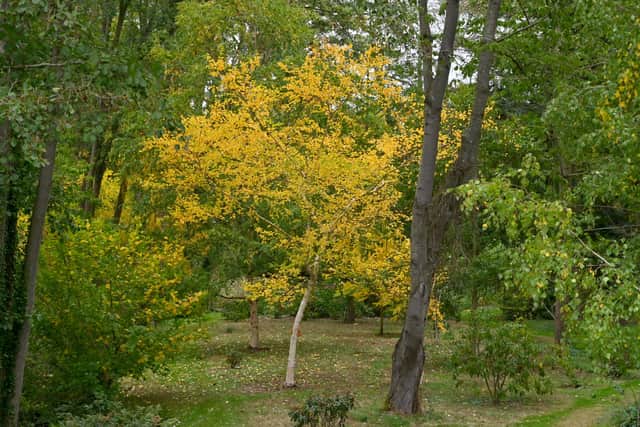 The Leasowes Garden and Arboretum, open for the NGS this Saturday
