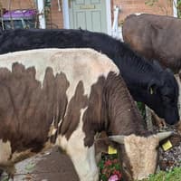 Police called in after cows found roaming Telford street