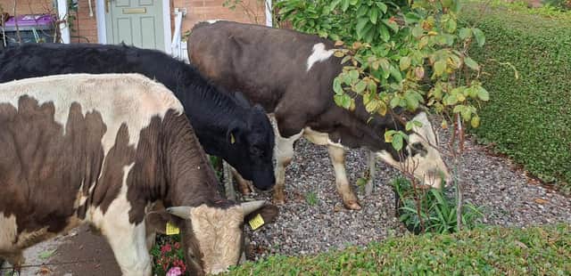 Cows make themselves at home in Stirchley resident’s front garden