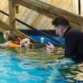 Mia enjoying a swim at K9 Anytime's swimming pool in Weston-under-Lizard