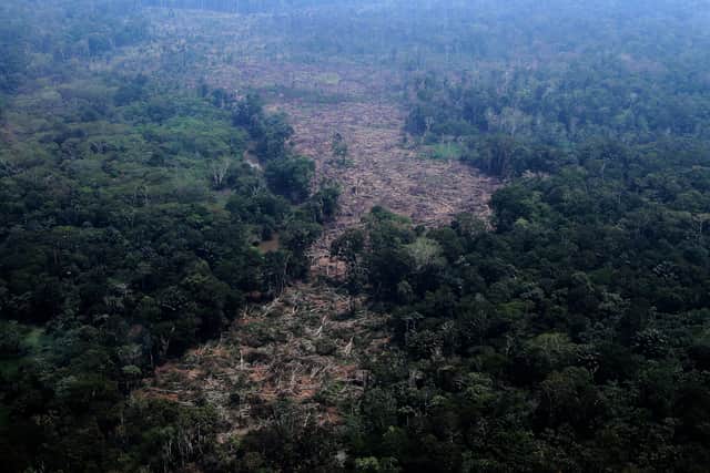 Trees in a deforested area of the Amazon rainforest in Brazil (Edmar Barros/AP)