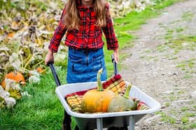 Porth Farm, Caersws, SY17 5SE is ready to welcome back families for its much-loved Pumpkin Patch with more than 55,000 pumpkins and gourds, a host of family-friendly activities and plenty of autumn magic.
