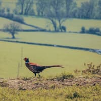 MP urges gamekeepers to have their say on plans for gamebird restrictions