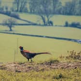 Pheasant