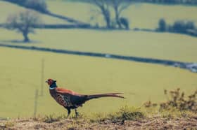 Pheasant