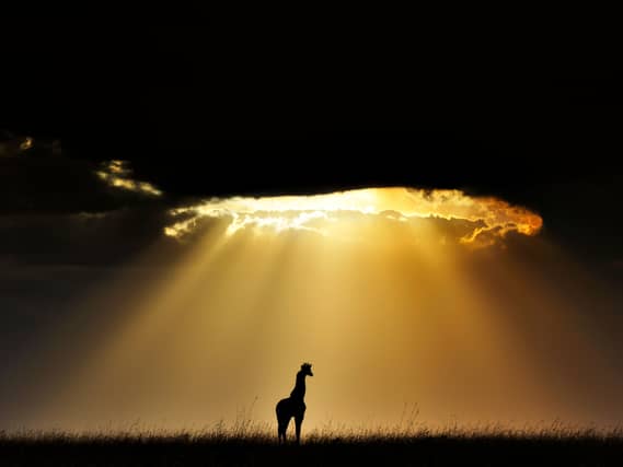 Silhouette of a giraffe standing under sunlight breaking through the clouds