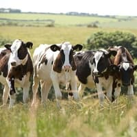 FUW calls for a long-term strategy to fulfil significant potential of Welsh dairy sector