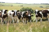 FUW calls for a long-term strategy to fulfil significant potential of Welsh dairy sector
