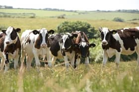 FUW calls for a long-term strategy to fulfil significant potential of Welsh dairy sector
