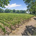 Astley Vineyard near Stourport-on-Severn