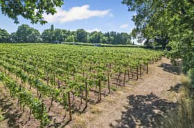 Astley Vineyard near Stourport-on-Severn