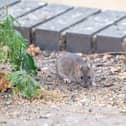 Brown rat