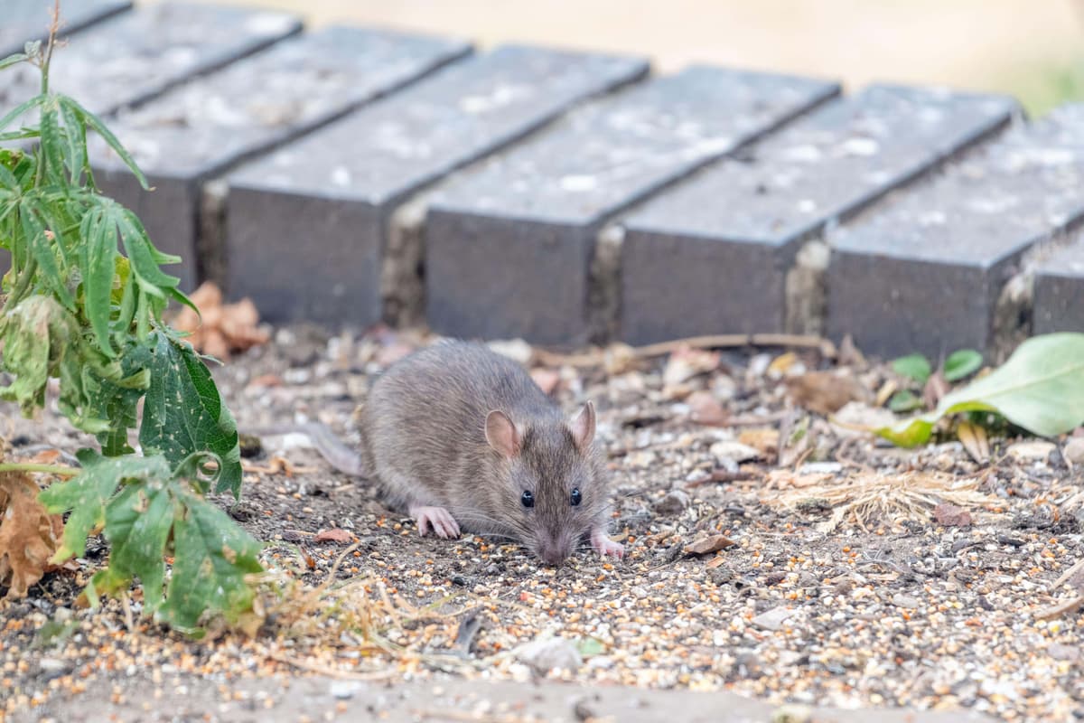Gemeldete Rattensichtungen im Sommer um 15 % höher als im Vorjahr - | ...