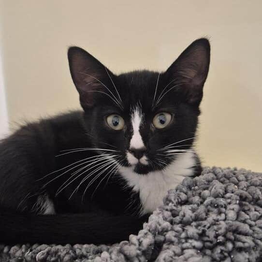 Pumpkin came into RSPCA care with her siblings Gremlin and Ghost after being found as strays