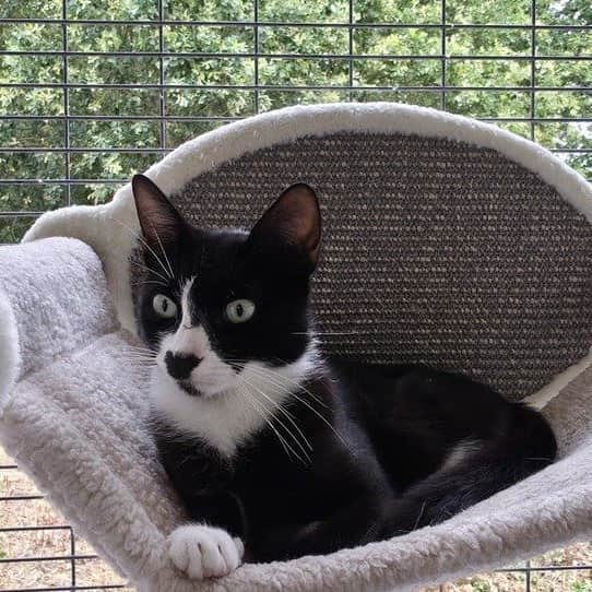 Sushi was living as a stray when she gave birth to a litter of kittens