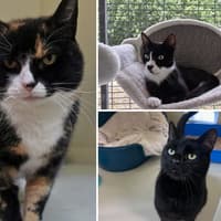 Pictured: Adorable cats looking for a home as Shropshire residents urged to consider adoption