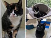 Some of the cats at RSPCA Gonsal Farm