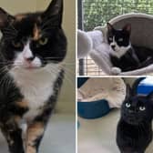 Some of the cats at RSPCA Gonsal Farm