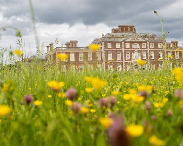 Wildflower meadow with yellow flowers, with Wimpole Hall red brick stately home in background