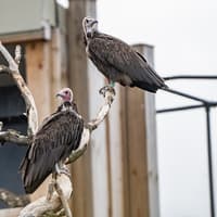 Traitors’ Alan Carr and Claudia Winkleman inspire names of rare new arrivals at Chester Zoo