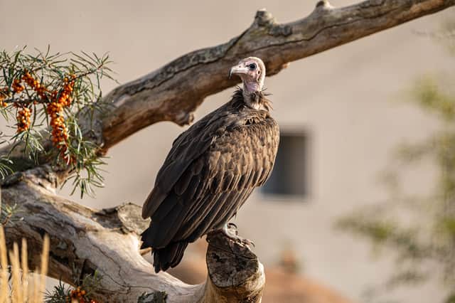The vultures - named Claudia and Alan after Traitors stars Claudia Winkleman and Alan Carr