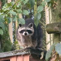 'End of an era': Telford zoo pays tribute to 'mischievous' raccoon Big Bear after death aged 13