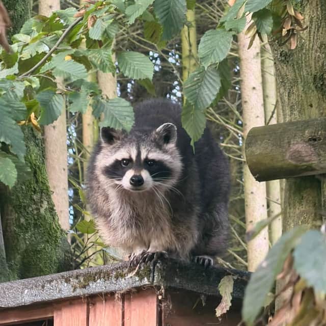 Hoo Zoo's last raccoon, Big Bear, died aged 13