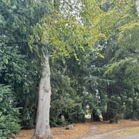Part of Shrewsbury's Quarry to close for tree works next week