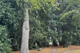 Work will be carried out on trees in Shrewsbury's Quarry. Picture: Shrewsbury Town Council