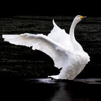 Rare Icelandic swan spotted in Shropshire for first time in 11 years