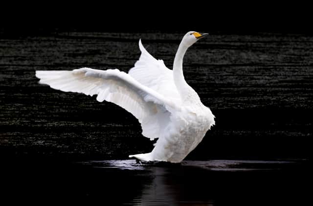 A whooper swan  at Walcot Lake, Shropshire.