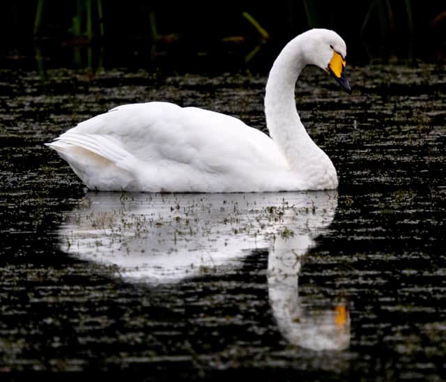 Stunning images show a rare whooper swan puffing out its chest and stretching its wings as it takes a well-earned rest after flying over 2,000km for winter.
