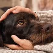 Dogs can hear four times further than people