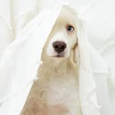 “Sadly, pets and their owners have been forgotten again.”