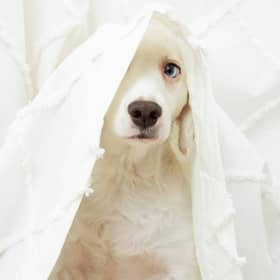 “Sadly, pets and their owners have been forgotten again.”