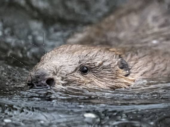 A beaver swims through water