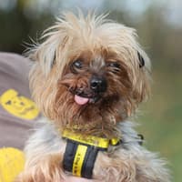 The lovely dogs at Shrewsbury Dogs Trust that are hoping for a forever home in time for Christmas