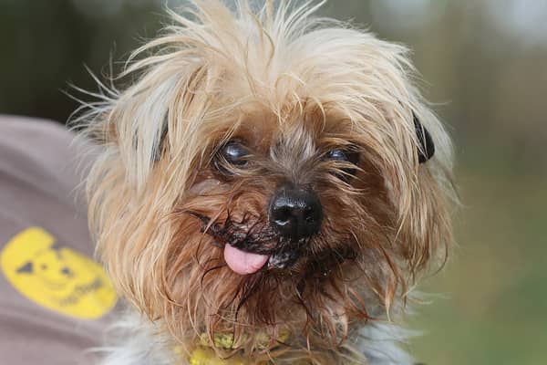 This 10-year-old “goofball” Yorkie many be small, but the team say he has a “huge” personality. 