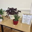 Pot plants a plenty