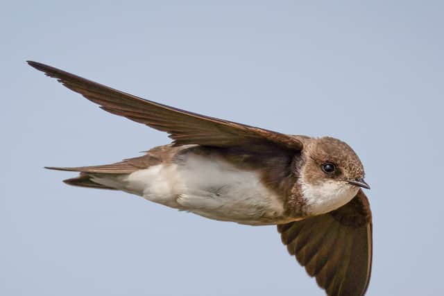 Sand Martin