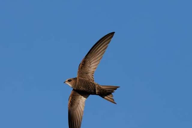 Swift on the wing