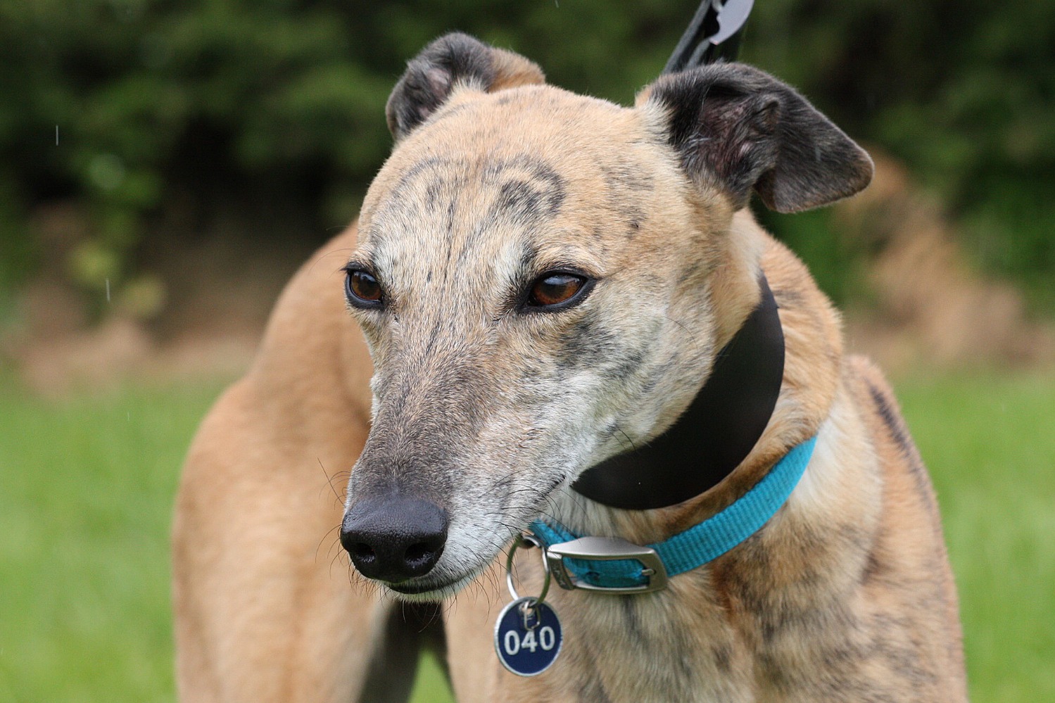 Almost 100 Greyhounds given a second chance in loving new homes - could ...