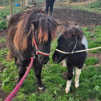 Guinea pig cuddles and pony stroking on offer at Shropshire farm