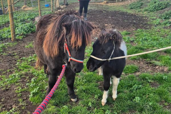 Shetland Ponies Cooper and Boomer are ready to welcome visitors at Frankly Farm Tours in Broseley