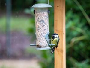 Almost 9,000 calls about sick or weak garden birds have prompted the RSPCA to issue warnings about dirty feeders