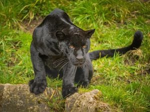 DNA from the highly-threatened jaguar has been stored in the Natur'e Safe frozen biobank